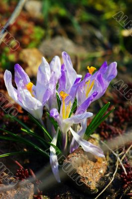  Purple Crocus on the sun light