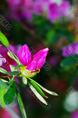 Pink blossom. Close-Up of azalea flowers.