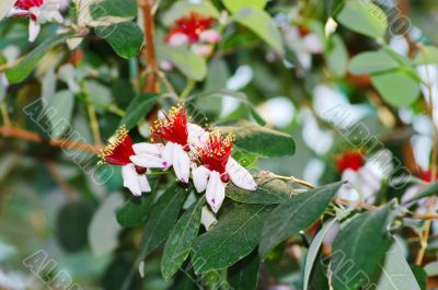 spring flowers of feijoa on the tree