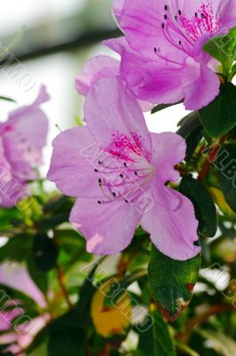 Pink blossom. Close-Up of azalea flowers.