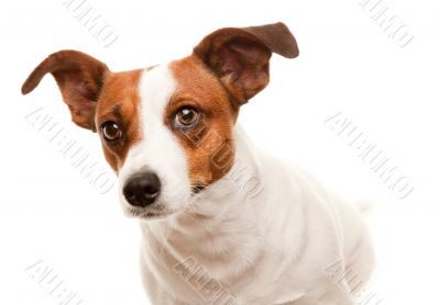 Portait of an Adorable Jack Russell Terrier Portait of an Adorable Jack Russell Terrier