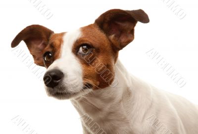 Portait of an Adorable Jack Russell Terrier