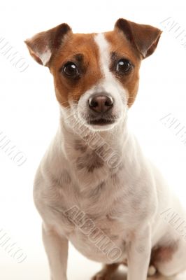 Portait of an Adorable Jack Russell Terrier