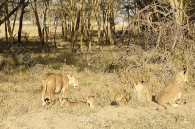 lioness and cubs lioness and cubs