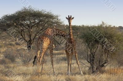 Somali Giraffes