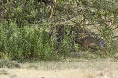 dik-dik