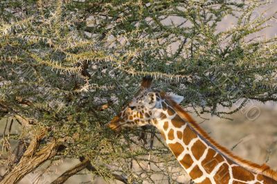 Somali Giraffes portrait