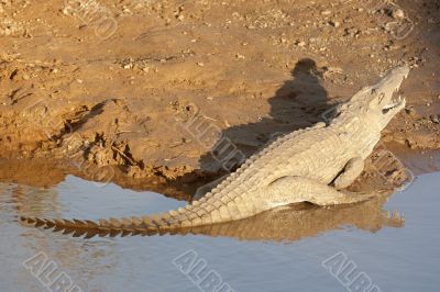  African Crocodile basking