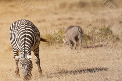 Zebra grazing in african savannah