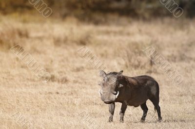 Common warthog