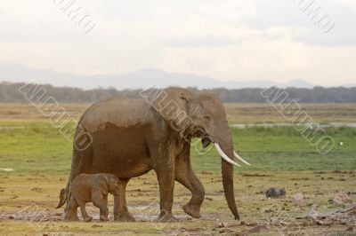 African elephant and her calf