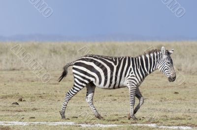 Common Zebra