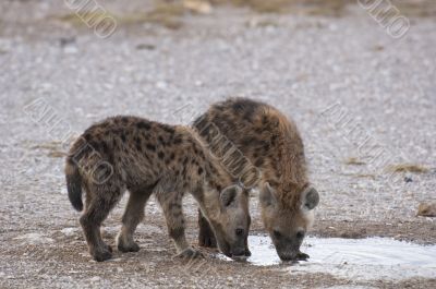 Hyena cubs