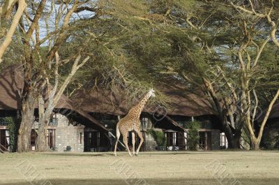 Giraffe walk in front of bungalows