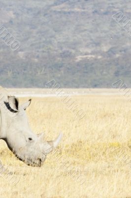  Rhino htad
