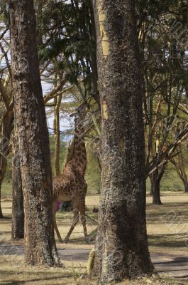 Masai Giraffe feeding