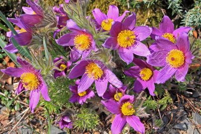 Pasque Flower (Pulsatilla vulgaris) Pasque Flower (Pulsatilla vulgaris)