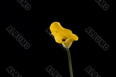 Yellow calla on the black background