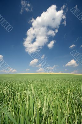 meadow with blue sky