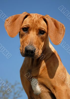 puppy Rhodesian ridgeback