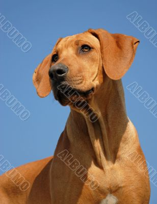 puppy Rhodesian ridgeback