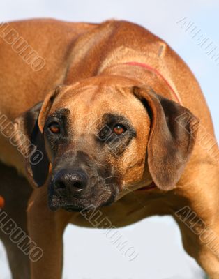 rhodesian ridgeback
