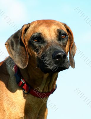 rhodesian ridgeback