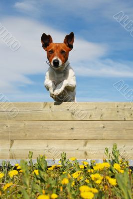 jumping dog