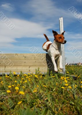 jumping dog