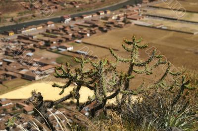 cactus in Peru