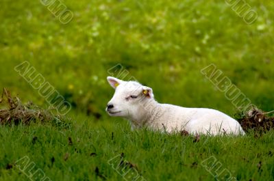 cute baby sheep