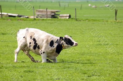 cow is standing up in a fresh meadow