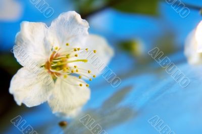 Cherry flower blossom