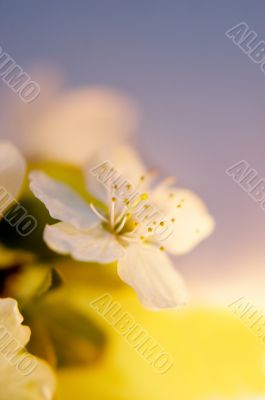 cherry flower blossom cherry flower blossom
