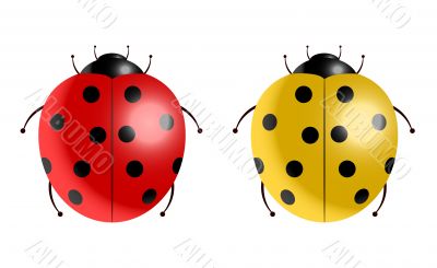 Vector illustration of ladybugs