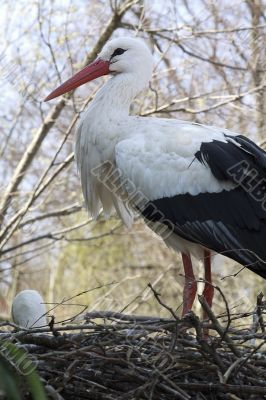 Stork in the nest Stork in the nest