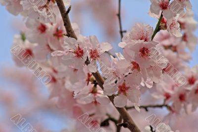 cherry blossom