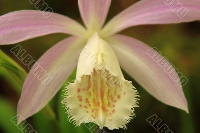 Japan orchid (Pleione formosana) Japan orchid (Pleione formosana)