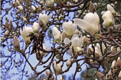 Magnolia Magnolia