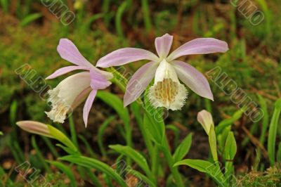 Japan orchid (Pleione formosana)