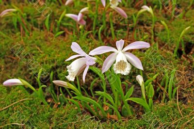 Japan orchid (Pleione formosana)