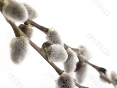 twigs of  pussy willow on white