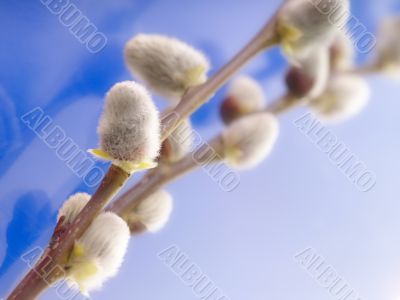 pussy willow twigs