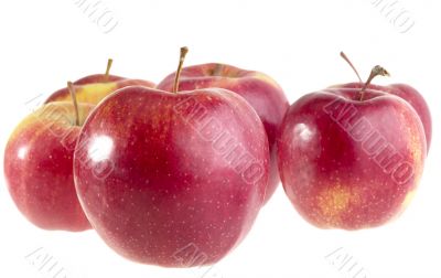 red apples on wite background