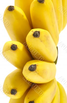 Bunch of Bananas