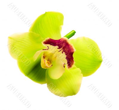 beautiful  orchid isolated on  white background. with clipping p