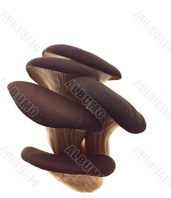 oyster mushroom
