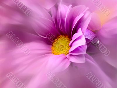 chrysanthemum with radial zoom lens filter