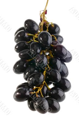 wet grape on white