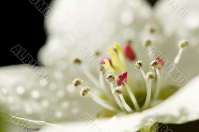 Very detailed beautiful blossoms